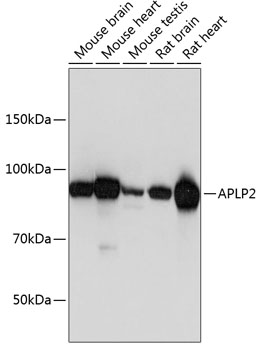 APLP2 Antibody