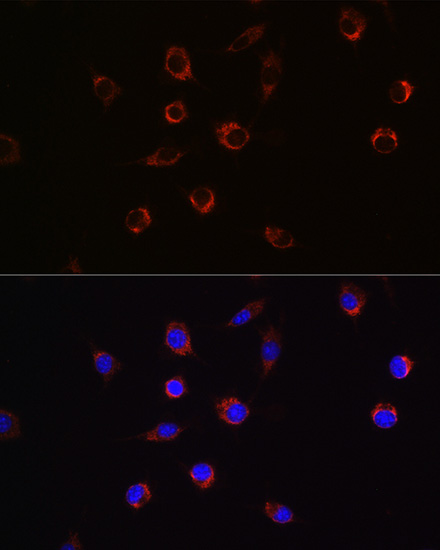 APLP2 Antibody