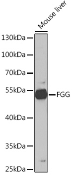 FGG Antibody