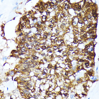 FKBP4 Antibody