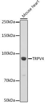 TRPV4 Antibody