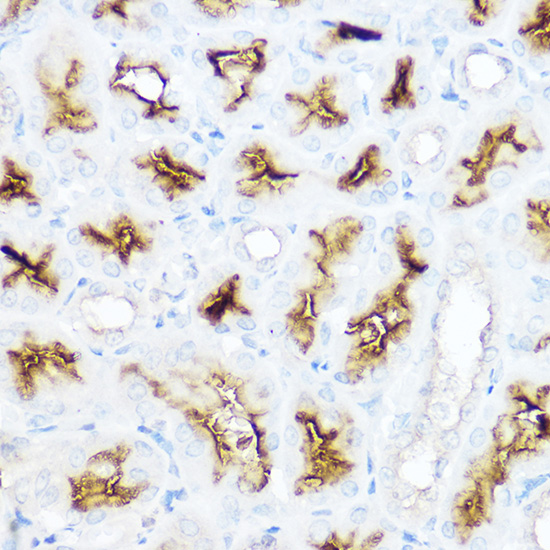 ANPEP Antibody