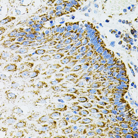 EPO Antibody