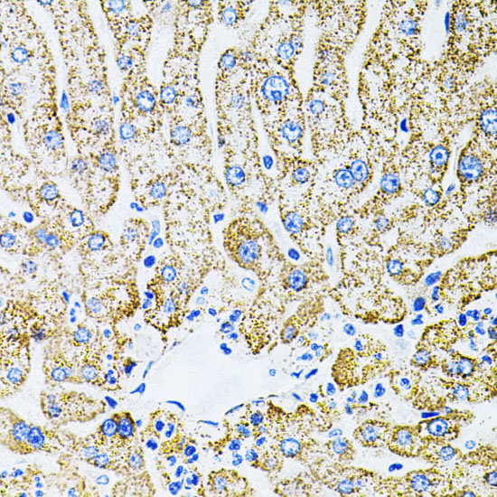 EPO Antibody