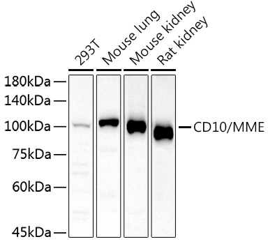 MME Antibody