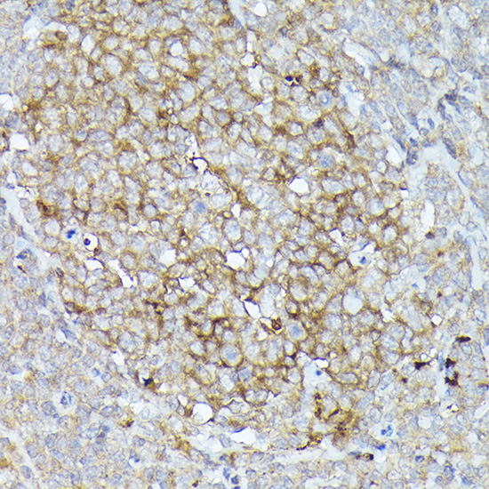 MME Antibody
