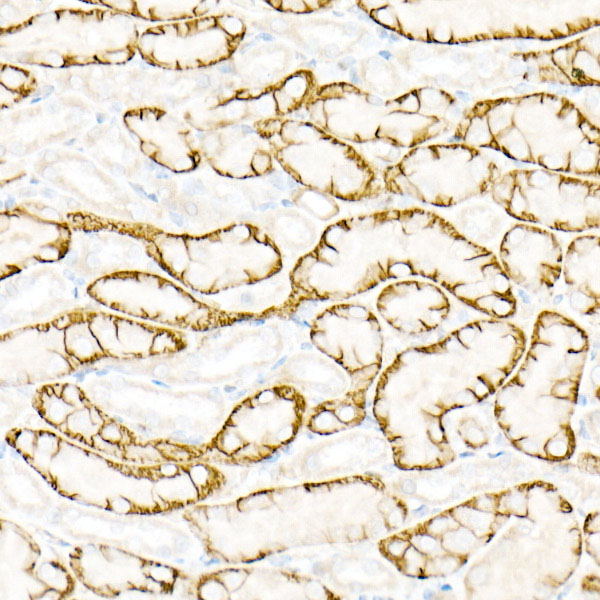 AQP4 Antibody