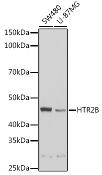 HTR2B Antibody
