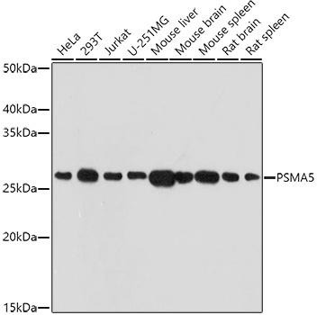 PSMA5 Antibody