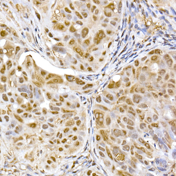 PSMA5 Antibody
