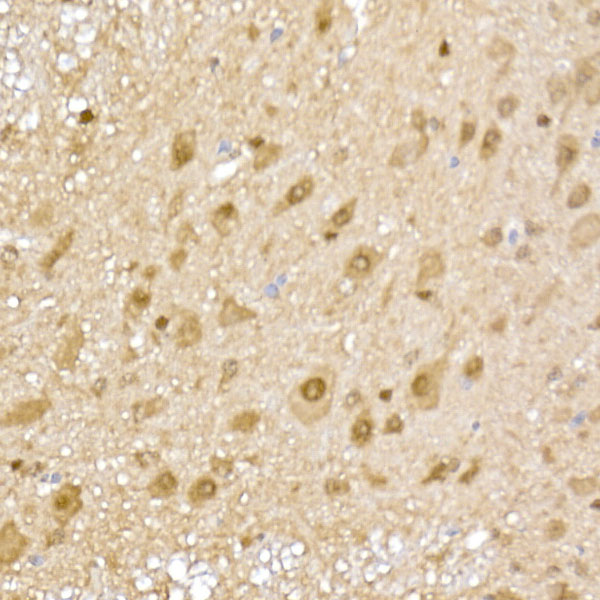 PSMA5 Antibody