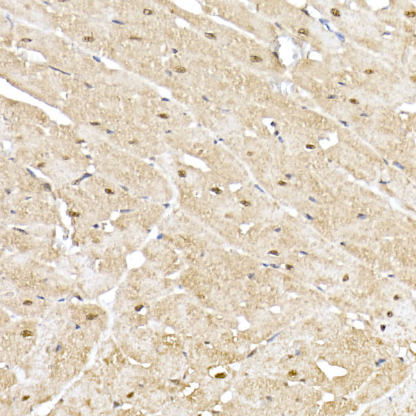PSMA5 Antibody