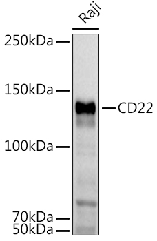 CD22 Antibody