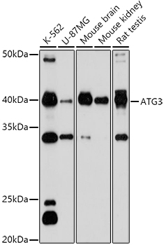 ATG3 Antibody