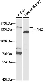 PHC1 Antibody