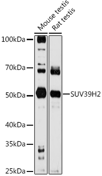 SUV39H2 Antibody