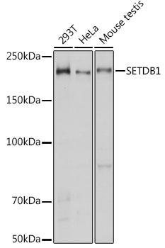 SETDB1 Antibody