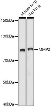 MMP2 Antibody