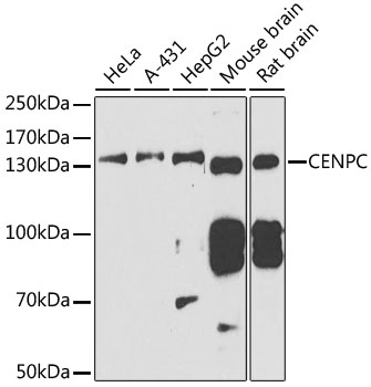 FBXW11 Antibody