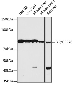 HSPA5 antibody