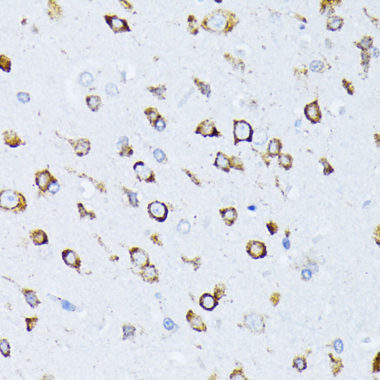 HSPA5 antibody