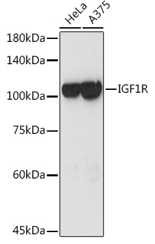 IGF1R antibody