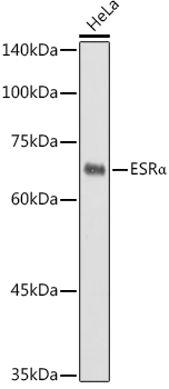 ESR1 antibody