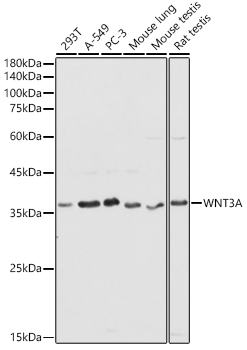 WNT3A antibody