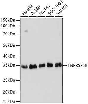 TNFRSF6B antibody