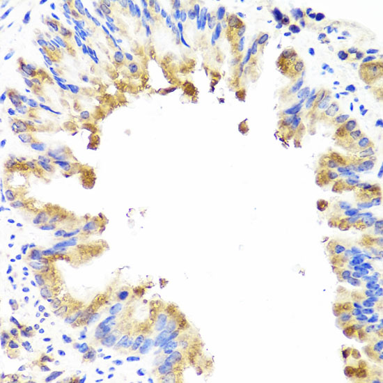 AMBRA1 antibody