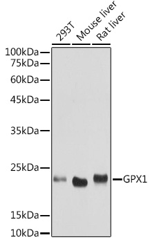 GPX1 antibody
