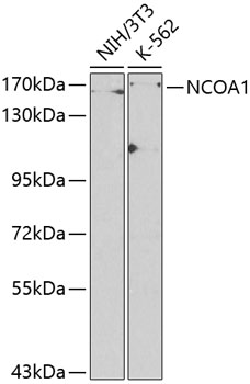 NCOA1 antibody