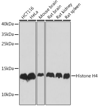 HIST4H4 antibody