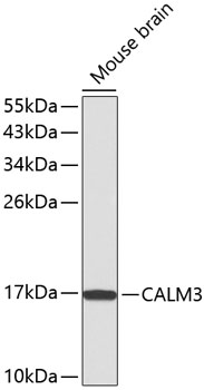 CALM3 antibody