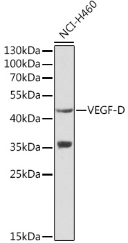 FIGF antibody