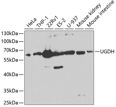 UGDH antibody