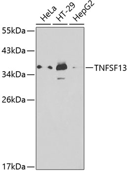 TNFSF13 antibody