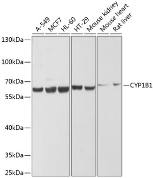 CYP1B1 antibody
