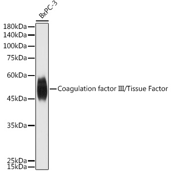 F3 antibody