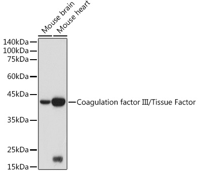 F3 antibody