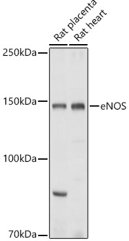 NOS3 antibody