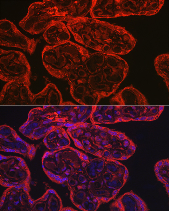 NOS3 antibody