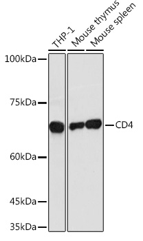 CD4 antibody