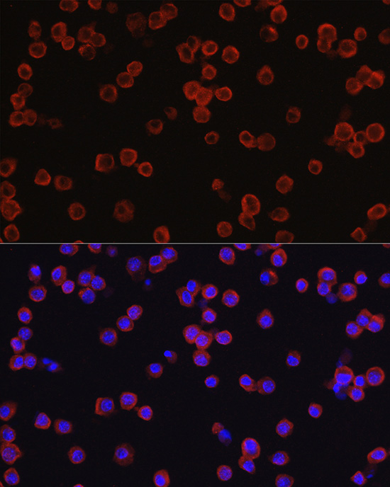 CD4 antibody