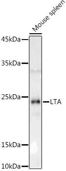 LTA antibody