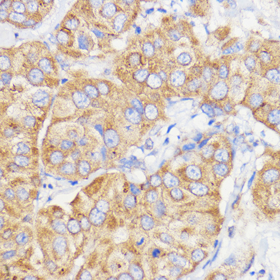 COL2A1 antibody
