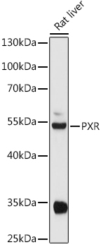 NR1I2 antibody