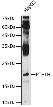 PTHLH antibody