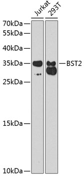 BST2 antibody