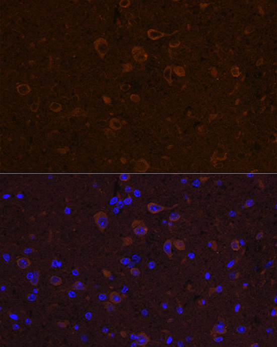 CNTF antibody